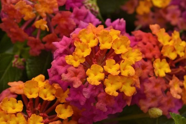 Lantana