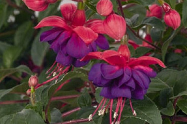 Hanging Basket Fuchsia Dark Eyes