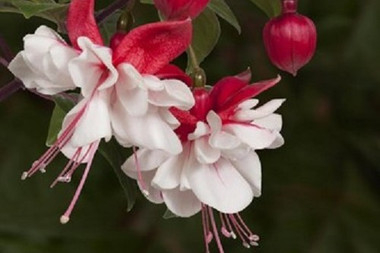 Hanging Basket Fuchsia Swingtime