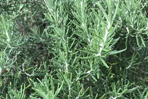 Herb Rosemary