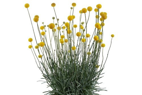 Craspedia Golf Beauty