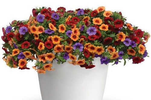 Hanging Basket Caribbean Cocktail