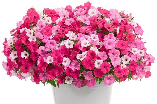 Hanging Basket Above & Beyond