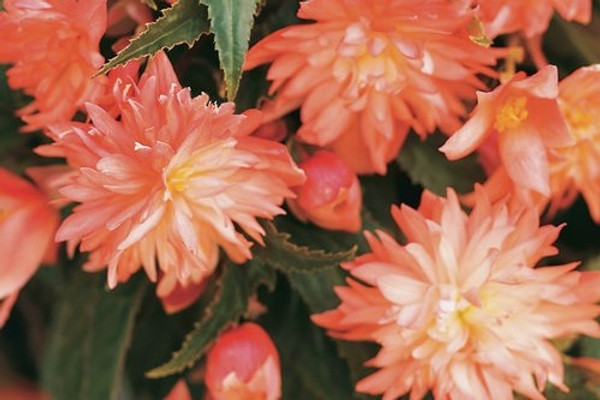 Hanging Basket Begonia Soft Orange