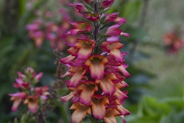Digiplexis