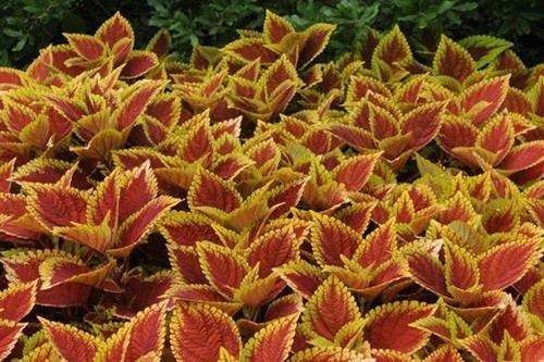 Coleus Volcanica