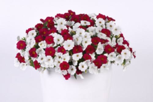 Hanging Basket Red & White Forever
