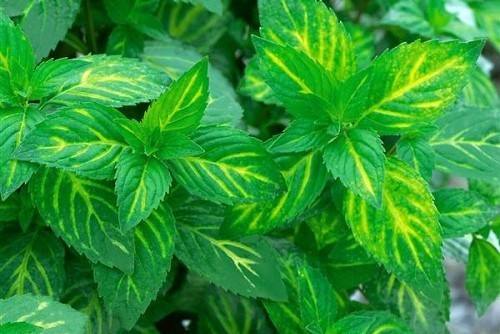 Herb Ginger Mint