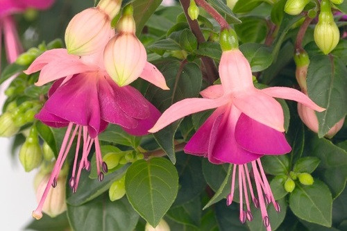 Fuchsia