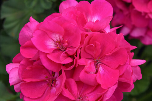 Geranium Solera