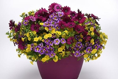 Hanging Basket Popular Demand