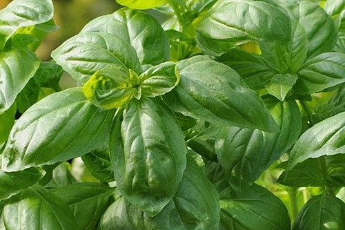 Herb Basil Dolce Fresca