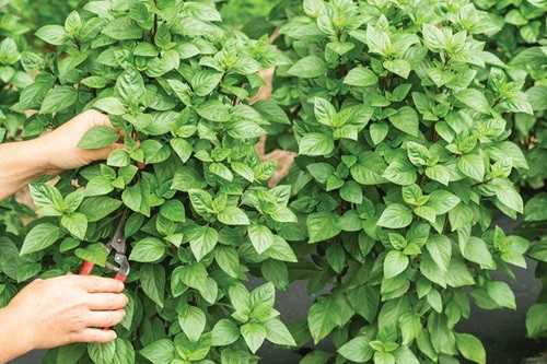 Herb Everleaf Thai Towers