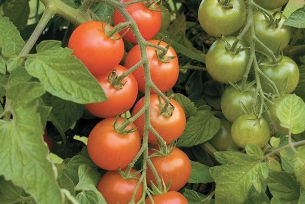 Tomato Sweet Million