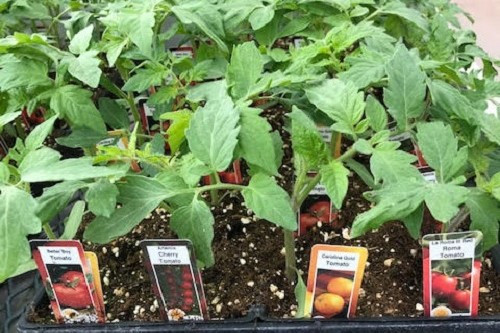 Tomato 4 Pack