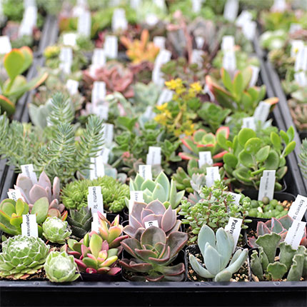 Bulk Trays