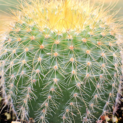 Cactus