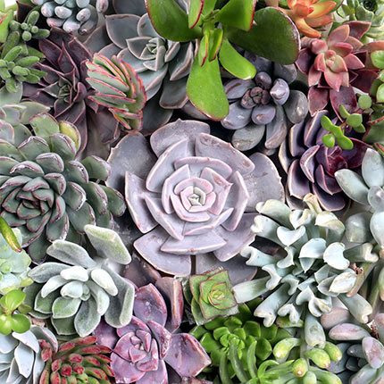 Cuttings & Bare Root