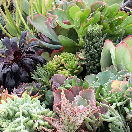 Indoor Succulents