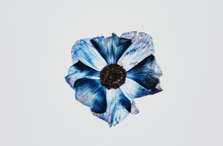 Anemone Blue