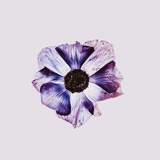 Anenome Purple