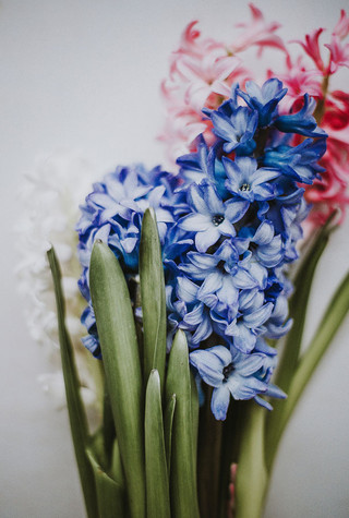 Hyacinth I