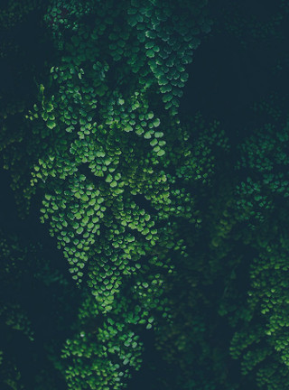 Greenery