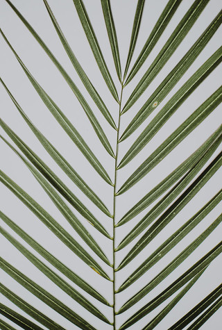 Palm