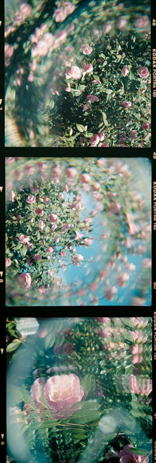 Kodak Flowers 2