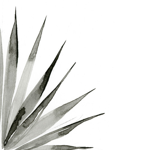 Agave II