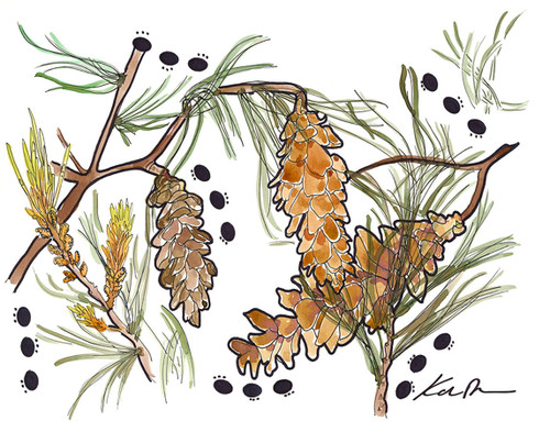 White Pine Cone and Tassel White Pine Cone and Tassel