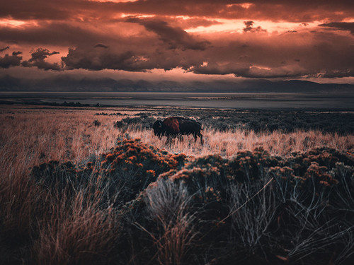Bison in the Tall Grass, Antelope Island, Utah