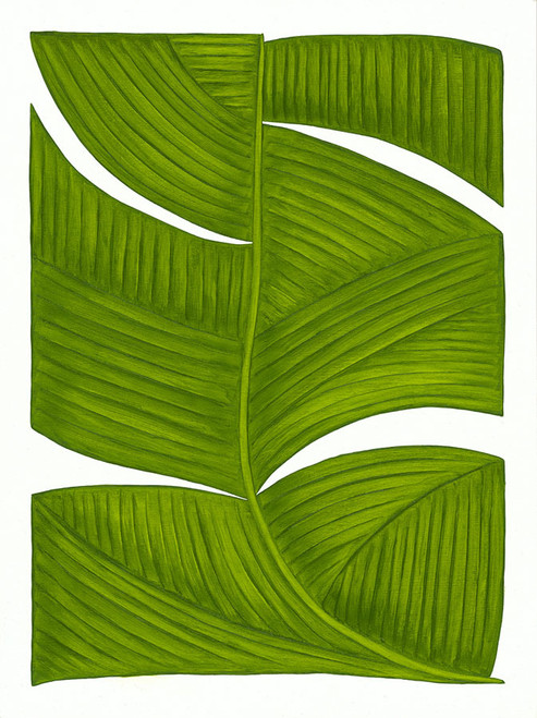 Musaceae Lino Duo Musaceae Lino Duo