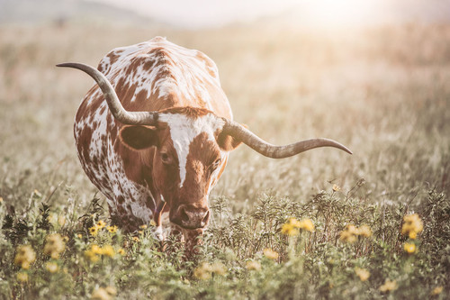 Longhorn 2