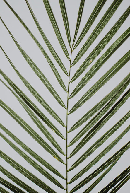 Palm