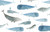 Whale Whale