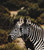 Safari Zebra