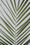 Palm