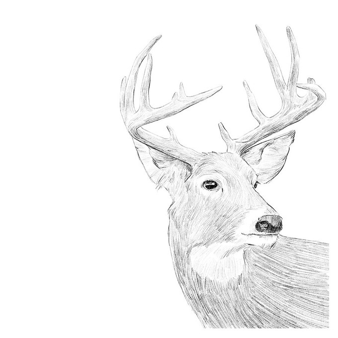 Minimalist Deer