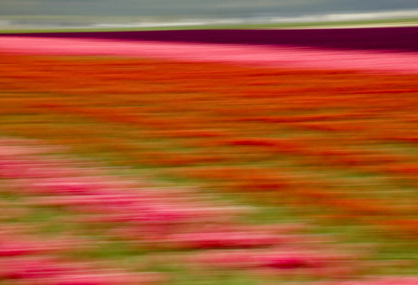 Blurred Flowers I