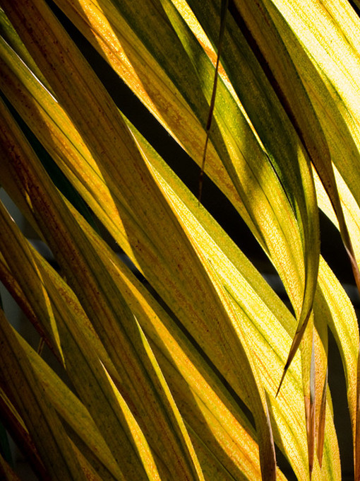 Through The Palms Left