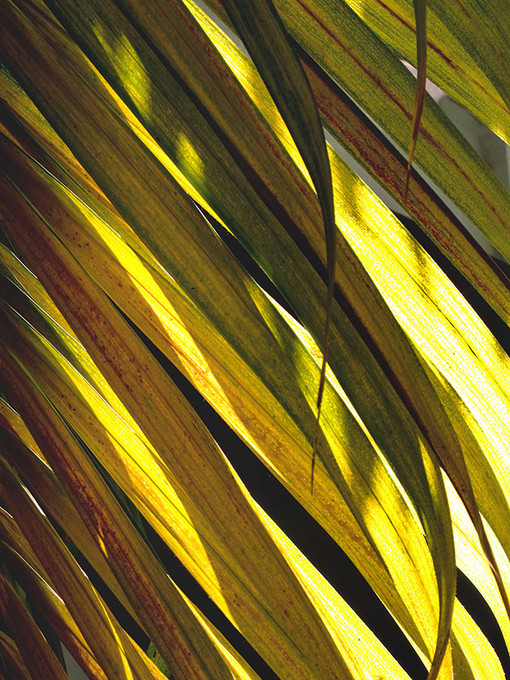 Through The Palms Right