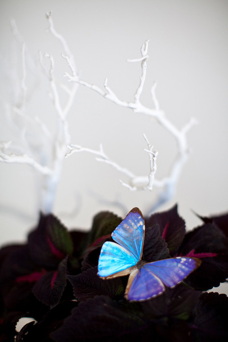 Velvet Butterfly