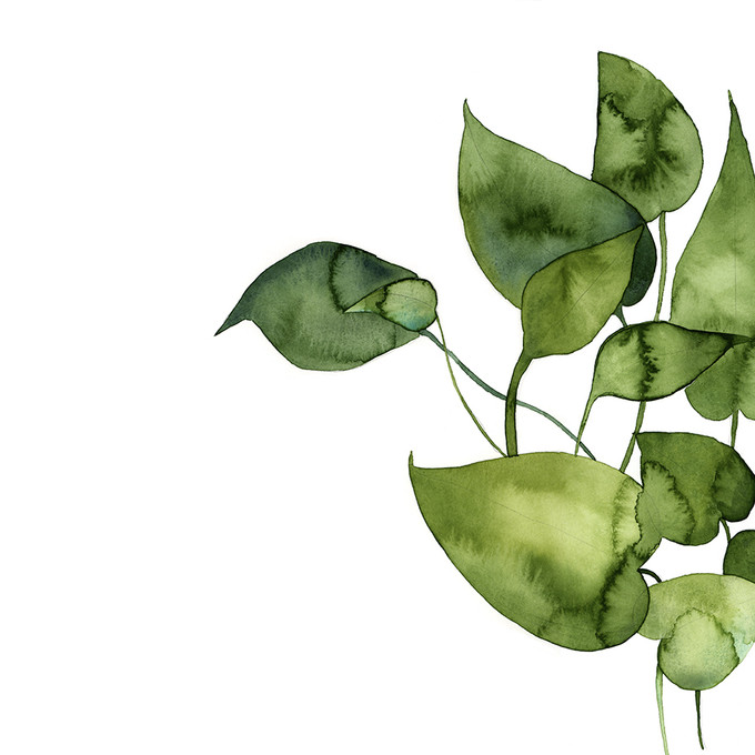 Pothos I
