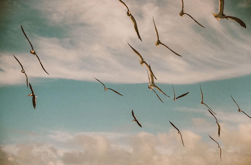 Sky on their wings