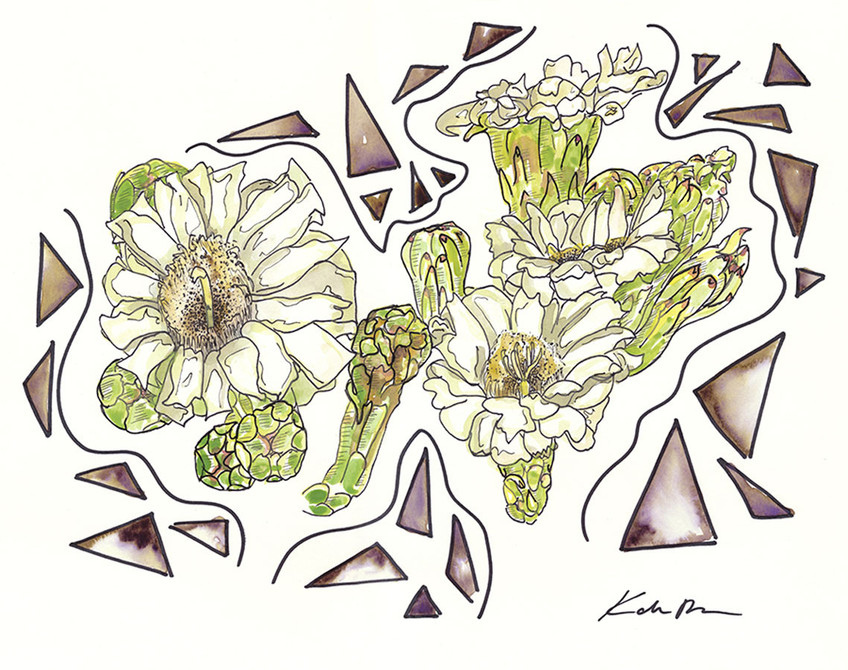 Saguaro Cactus Bloom