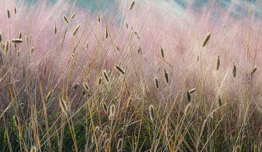 Grasses 9