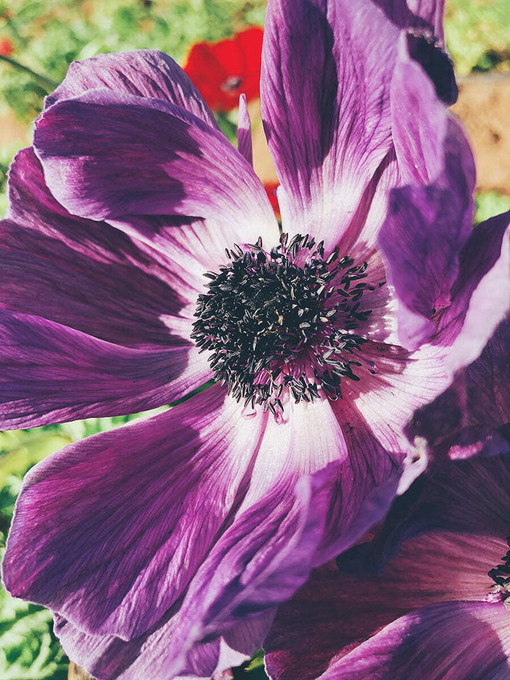 Purple Poppy