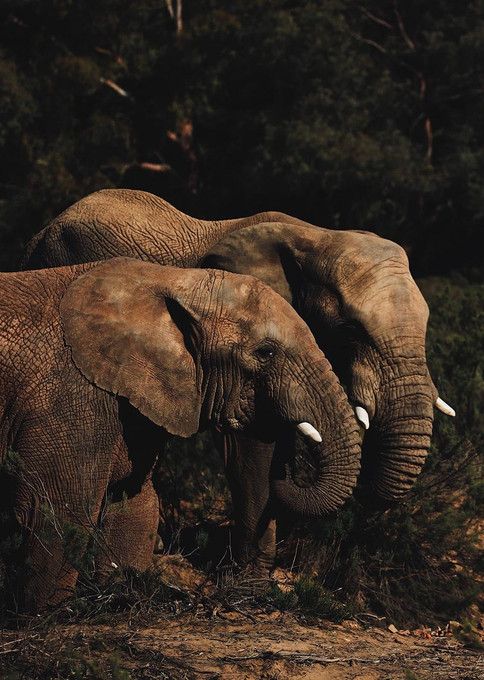 Safari Elephants I