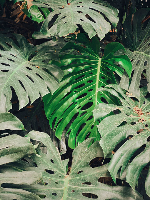 Jungle Leaves 2